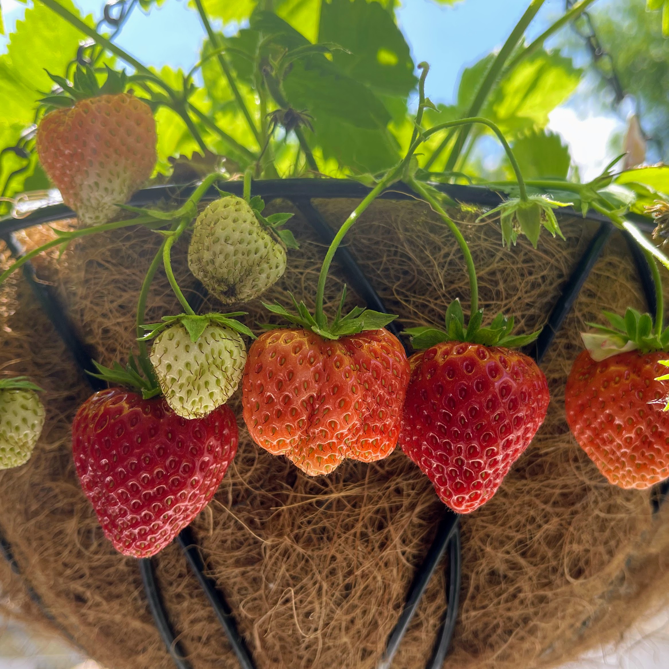 Cooking Tips and Tricks